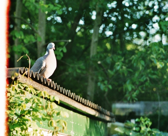 Sample picture with Praktica MTL 3 and Soligor tele lens